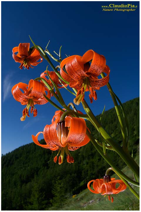 lilium pomponium, fiori di montagna, fiori della Liguria, alpi Liguri, appennino ligure, Val d'Aveto